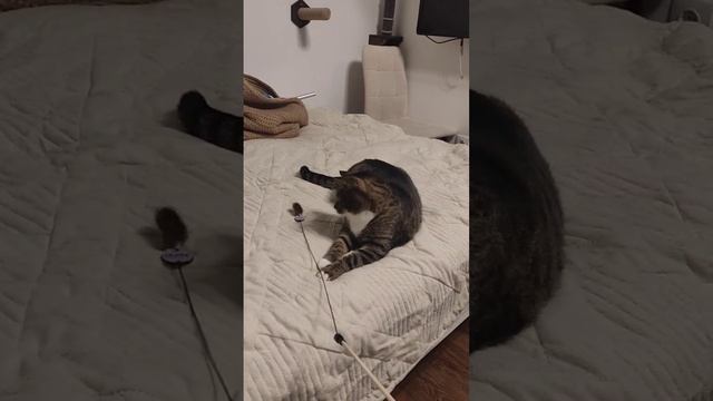 Кошки играют с туннелем. Приветик из дома от Нюши, выпускницы нашего приюта. Петербург