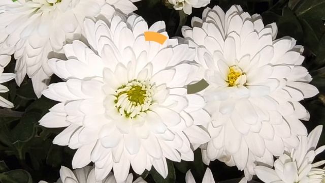 Туган көнең белән!С Днём Рождения!Музыкальная открытка на татарском языке.