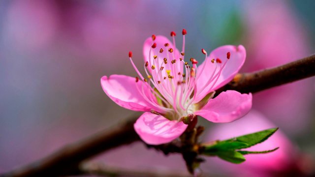🌿 ОЧЕНЬ КРАСИВАЯ МУЗЫКА ДЛЯ ДУШИ СЛУШАТЬ БЕСПЛАТНО 🎵 УСПОКАИВАЮЩАЯ МУЗЫКА ДЛЯ СНА СЛУШАТЬ ОНЛАЙН