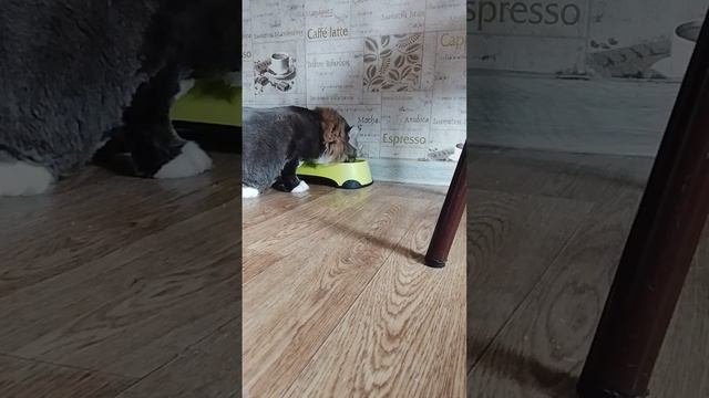 конечно Муся устаёт ☺️