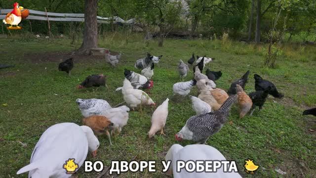 Содержание кур в домашних условиях и других птиц во дворе у Роберта 🐣🐤🦆🐔🪿🦃 (311)