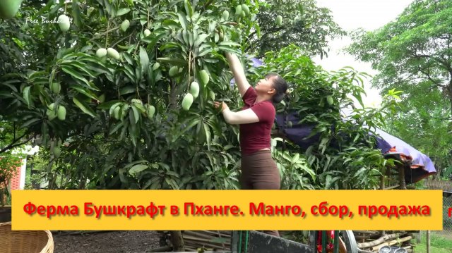 Ферма Бушкрафт в Пханге. Вьетнам.  Манго, сбор, продажа