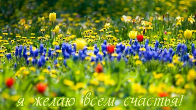 Молитва за мир во всем мире! Live онлайн-сеанс 24.10.2025