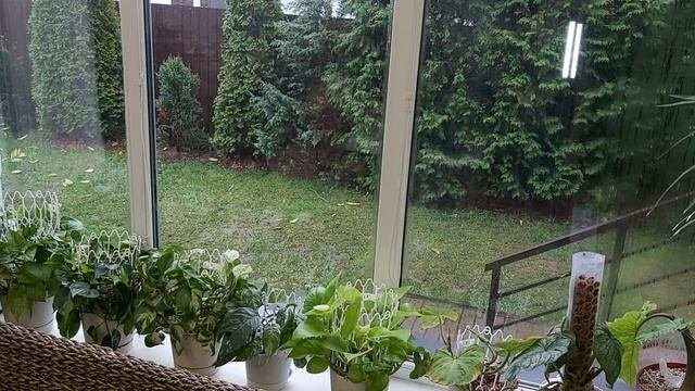 Мои цветы в зоне кухни