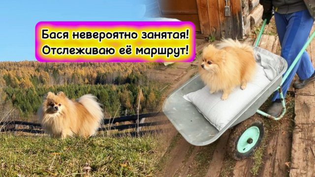 Бася невероятно занятая! Отслеживаю её маршрут!