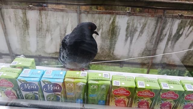 Бедные голуби...