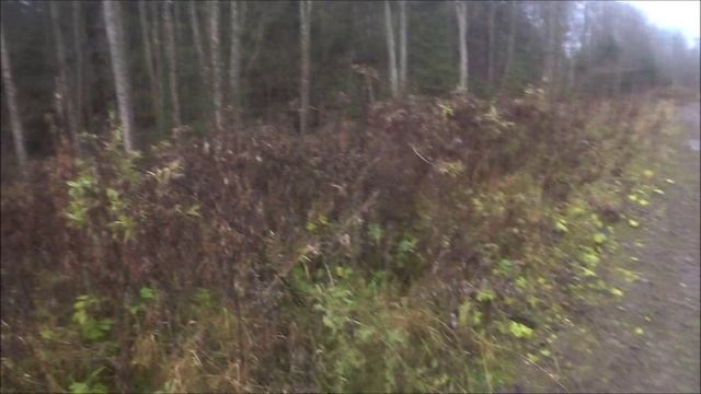 Охота на зайца с гончими. Пока только гоняем)))