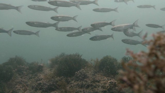 Ход кефали / Подводная охота