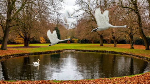 ПТИЦЫ БЕЛЫЕ МОИ. Стихи. Л. Адианова, муз, аранж, монтаж. В. Печенкин, вокал. Л. Великанова