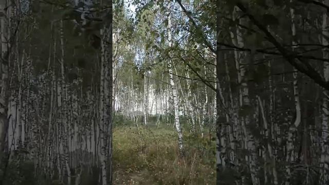 над землёю торжествует радуга, а над смертью торжествует жизнь...