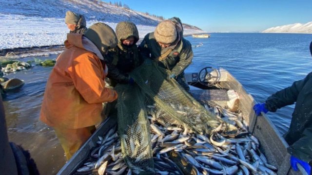 Нерест муксуна и ряпушки начались в Якутии