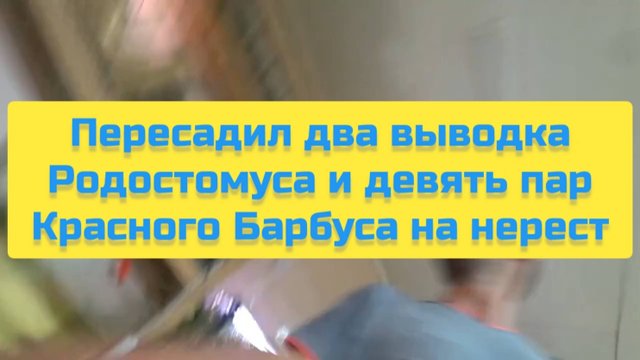ПЕРЕСАДИЛ ДВА ВЫВОДКА РОДОСТОМУСА И ДЕВЯТЬ ПАР КРАСНОГО БАРБУСА НА НЕРЕСТ