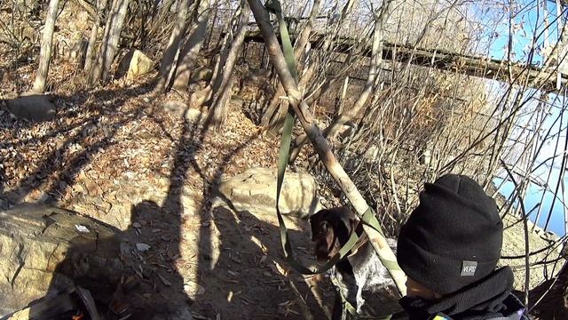 охота в Новосибирской области с #сыном,# Дратхаар