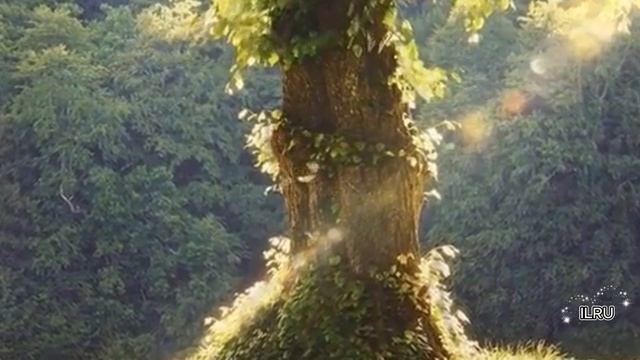 Истории про жизнь - Аудио рассказ - Как курортный Роман нашел свое начало