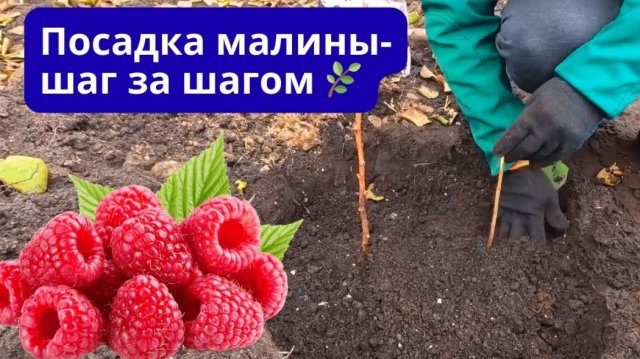 Осенняя посадка малины КУСТОВЫМ способом