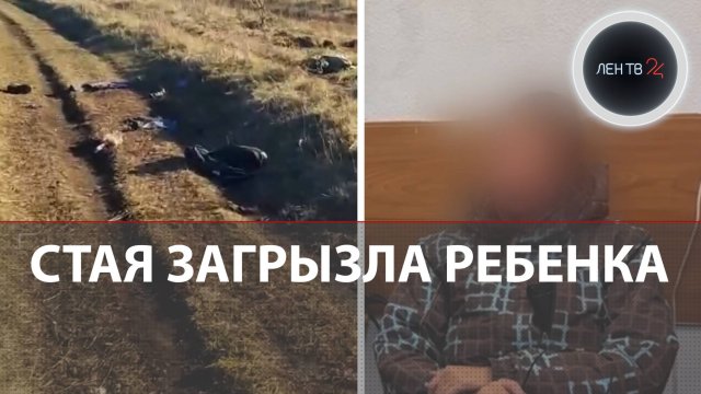 «Истребить всех этих тварей» | Стая собак загрызла мальчика | Задержана красноярская зоозащитница