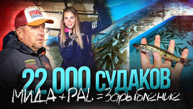 Большое зарыбление судаком Угличского водохранилища от PAL и Мида Групп. Интервью с рыбоводами