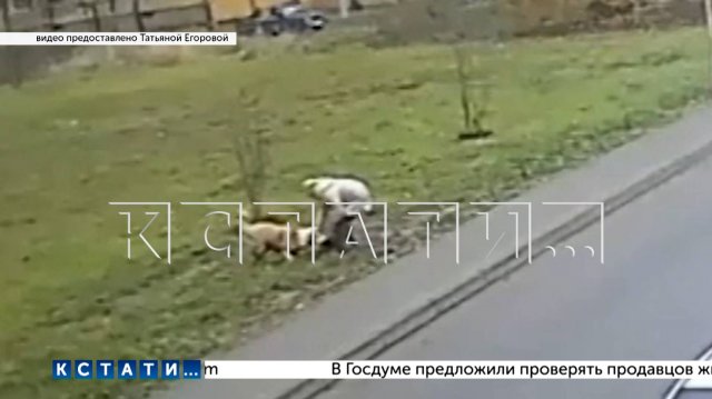 Город стал охотничьими угодьями сбежавшего алабая, а йоркширские терьеры — добычей