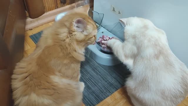 День дома с животными. Делаю сок. Шью. Дневник за 28.10.25