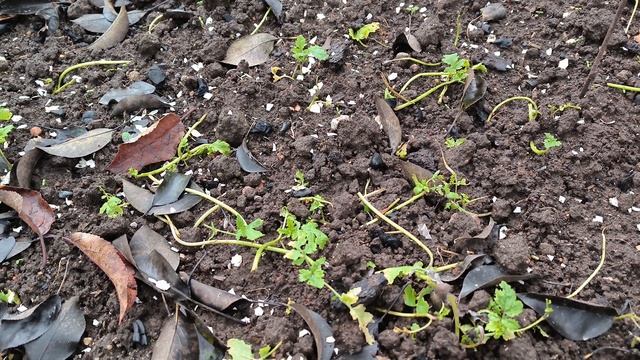 Дела садовые 28 октября 2025 г