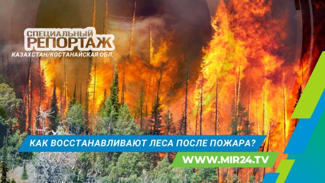 Как восстанавливают уничтоженный огнем реликтовый лес в Костанайской области?
