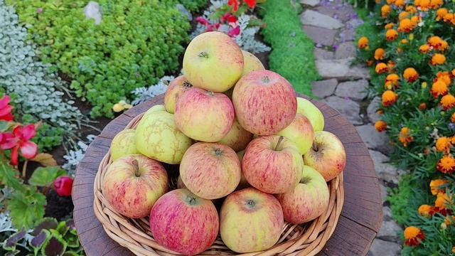 Яблочный натюрморт -2025. Раннелетние сорта.