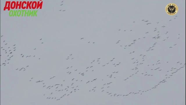 Охота на гуся 2025 - процесс пошел