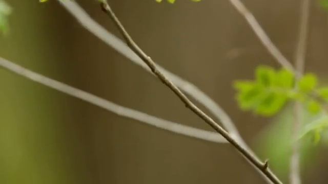 Целебное пение птиц для концентрации внимания, повышения ясности ума и быстрого восстановление