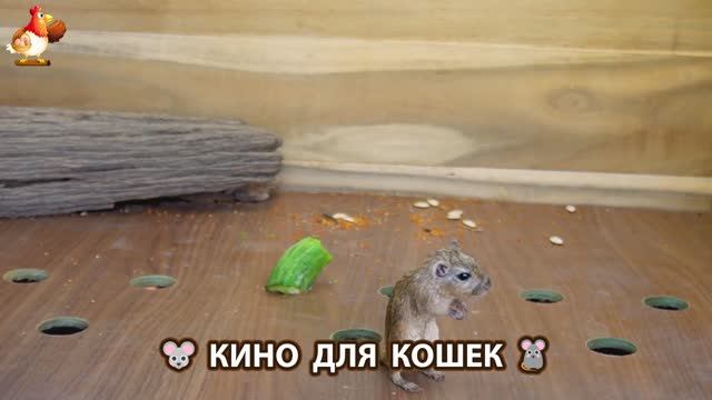Видео для кошек про крысок развлекать питомцев 🐭🐀😂 (357)