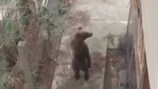 В Сочи медведи все чаще спускаются с гор в город