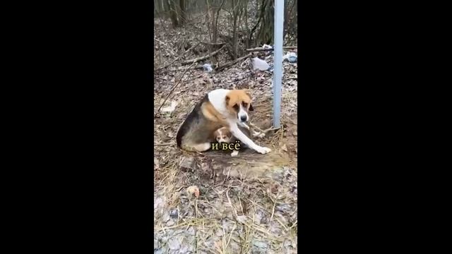 Женщина помогла собакам - 2024 год