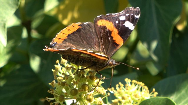 2025-10 Крым - "Пчёлы и бабочки"