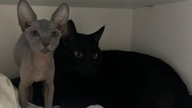 Кошечка Мишель - канадский сфинкс 🐈 и Большой Брат.