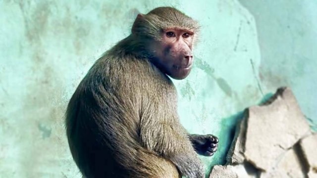 Гамадрилы не стали Люсе семьёй, очень крепкая связь с людьми!Сепарация не произошла, как отпустить!?