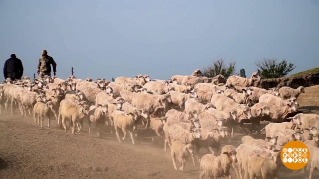 Куда бегут овечки? Доброе утро. Фрагмент выпуска от 29.10.2025