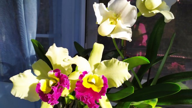 Домашние цветение орхидей. Каттлея и пафиопедилум White Lady.