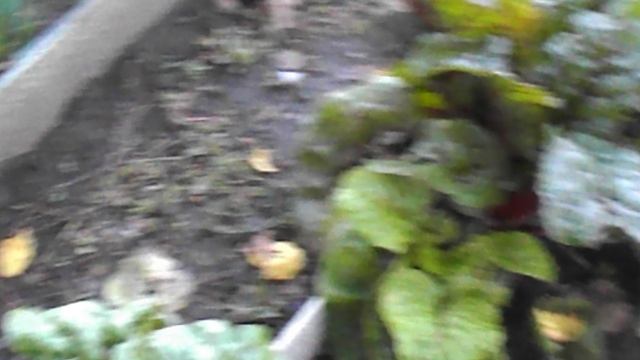 DSCN8402 Мангольд-листовая свекла