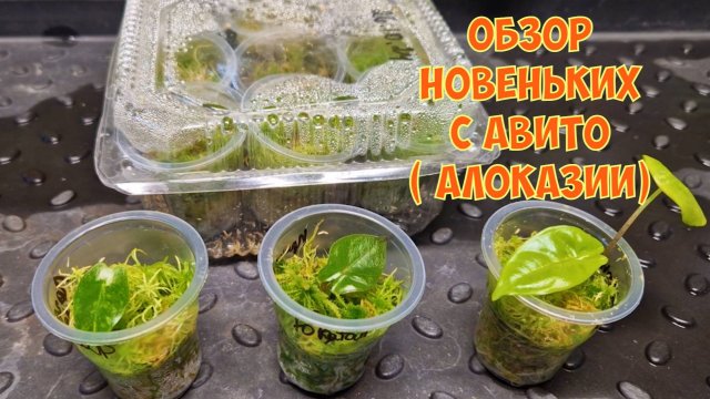 Закупилась цветами. Новинки для домашней оранжереи. Алоказии. Обзор.