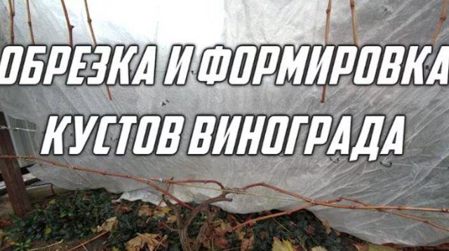 494ч Как обрезать куст винограда осенью/Жизнь в Краснодарском крае