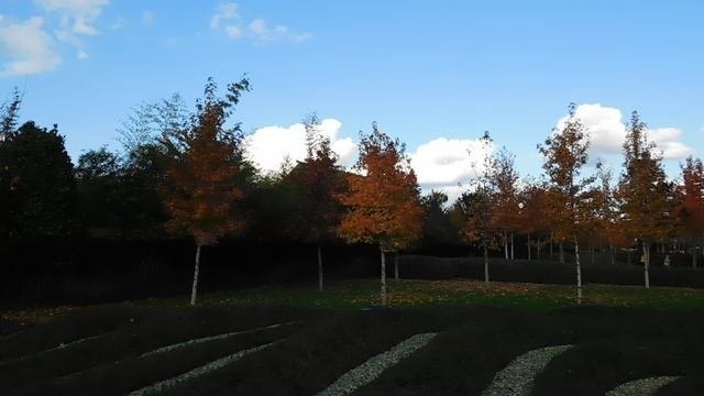 29=10=2025  КРАСНОДАР.  ПАРК  С.  ГАЛИЦКОГО . ОСЕНЬ.  (64)