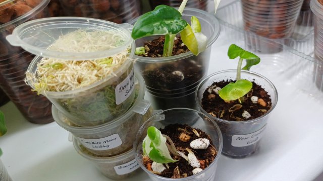 Комнатные растения☘️🌿🍀Распаковка📦 Новенькие малышки алоказии🌿❤️