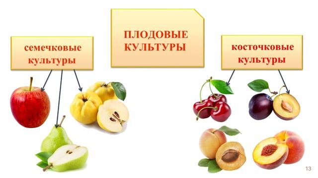 Классификация культурных растений.