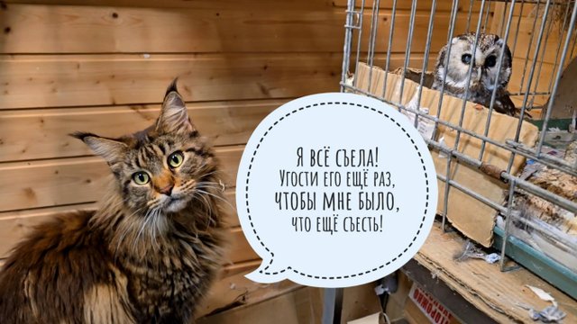 Кошка Морошка хочет стырить вкусное у совы Чучундрия. Совы сплюшки следят за мной. Пёс Кубик в лесу