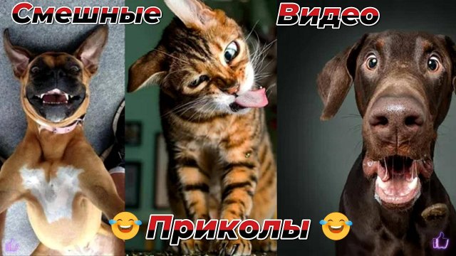 Самые смешные видео приколы|Юмор и Приколы.