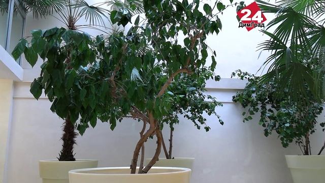 «Гимназический зимний сад» обновлен