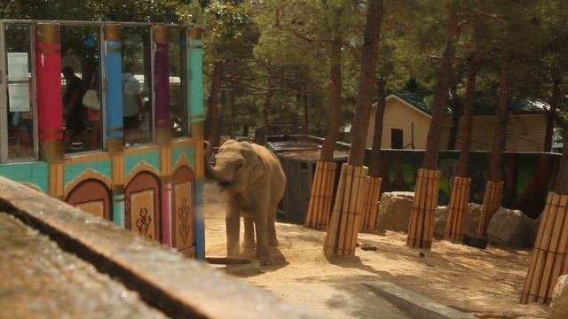 Слон из Сукко — встречай гиганта!