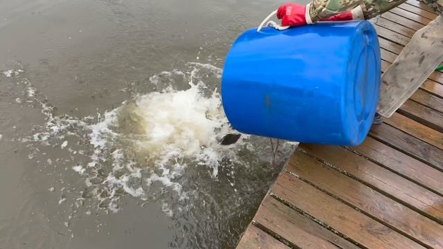 Запуск форели в акваторию 85 кг !!!