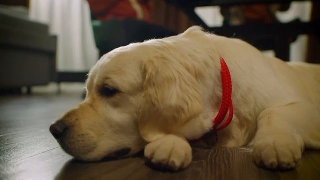 Мошенничество в сфере информационных технологий