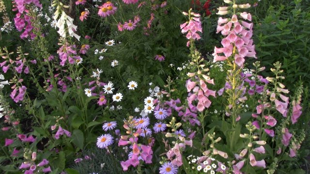 Эти цветы можно  посеять в ноябре