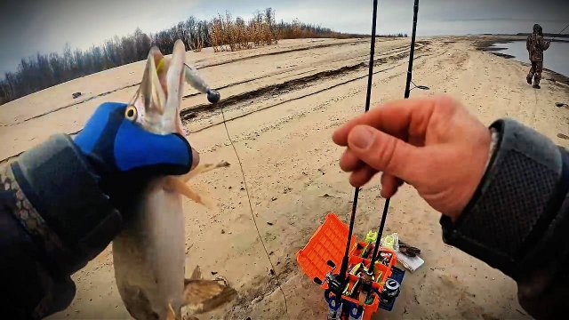 КРУТОЙ НАЛИМ НА КРУПНУЮ РЕЗИНУ. р.Обь. Спиннинг с берега.